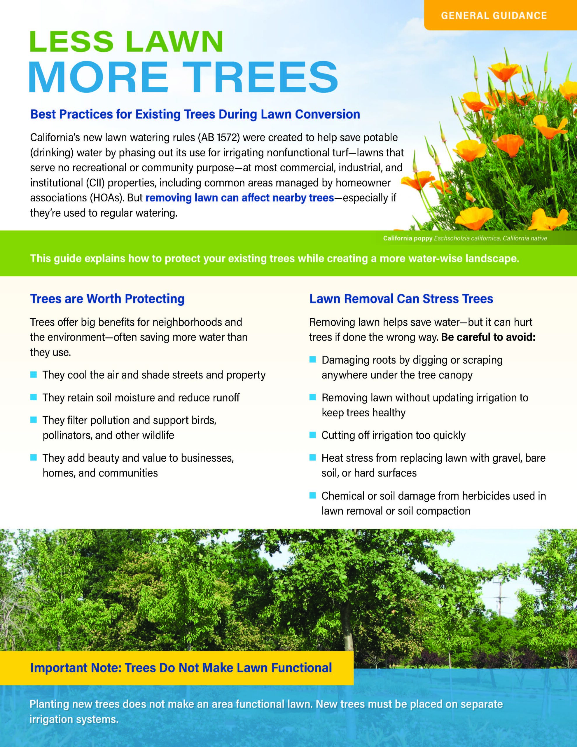 Best Practices for Existing Trees During Lawn Conversion