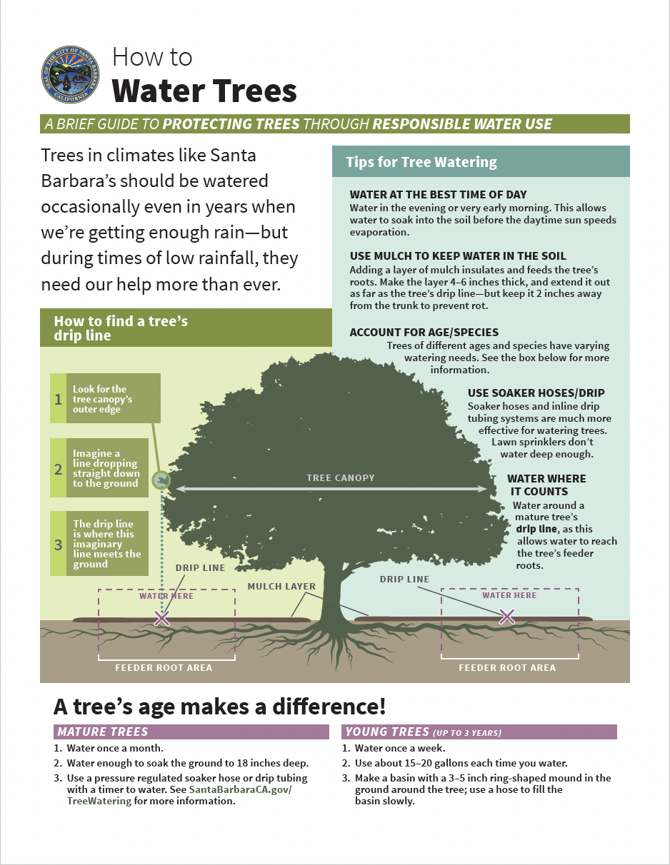 How to Water Trees (City of Santa Barbara)