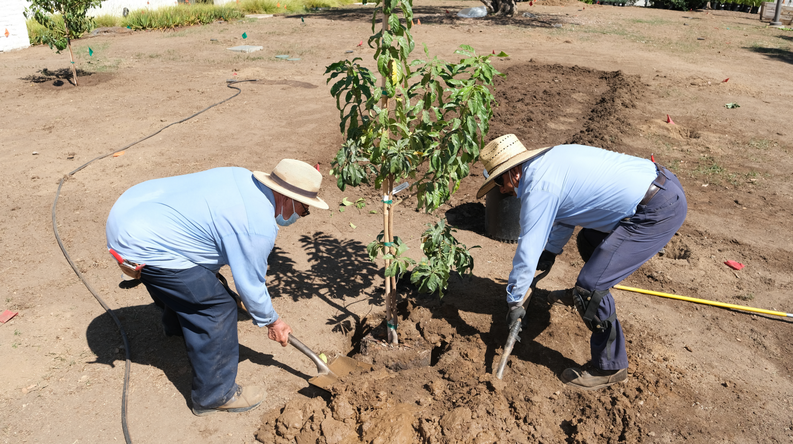 Metropolitan celebrates 4,000 trees planted through rebate program, highlights CalTech project